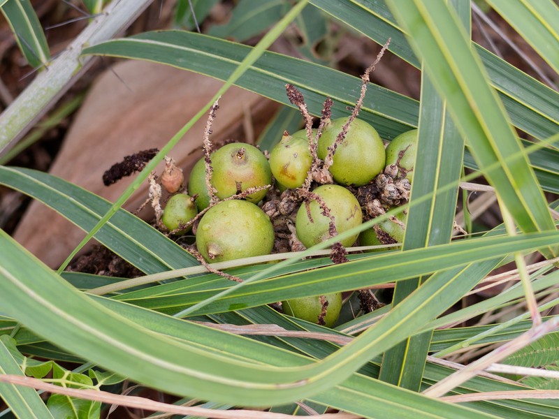 Astrocaryum echinatum photo 8