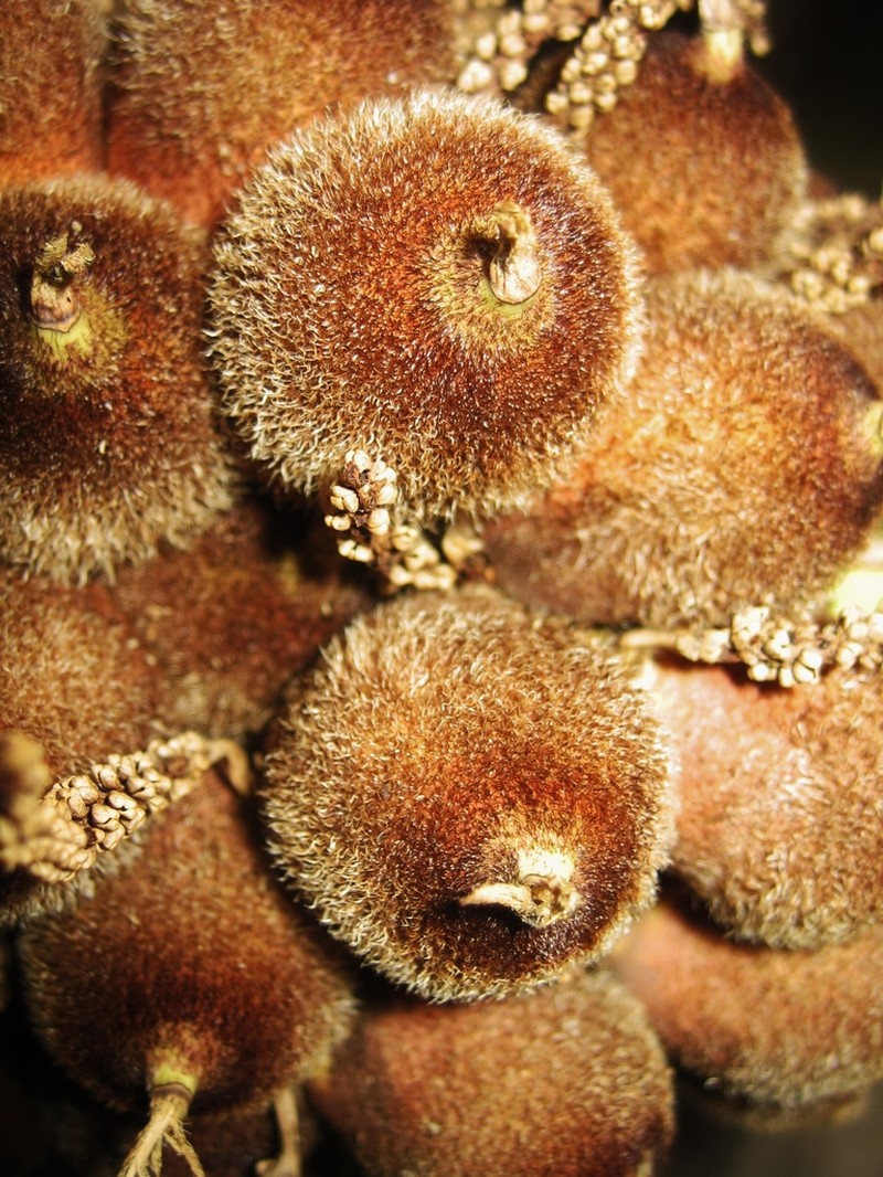 Astrocaryum faranae photo 2