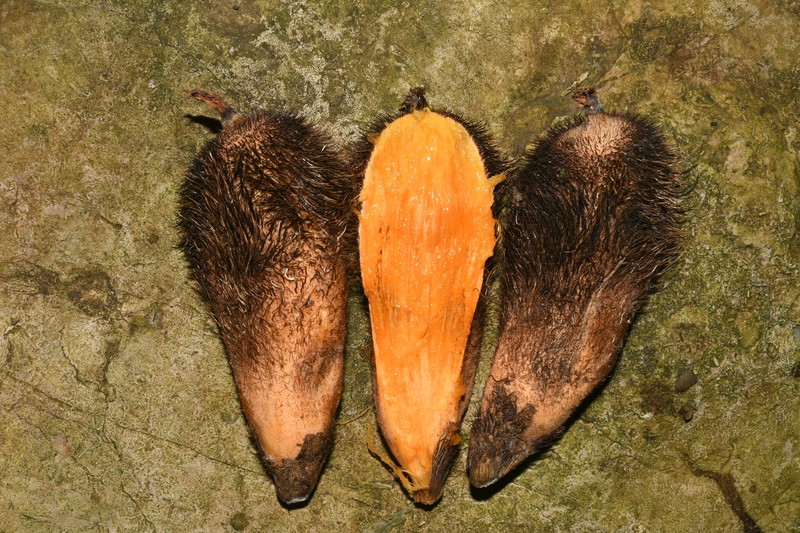 Astrocaryum faranae photo 3