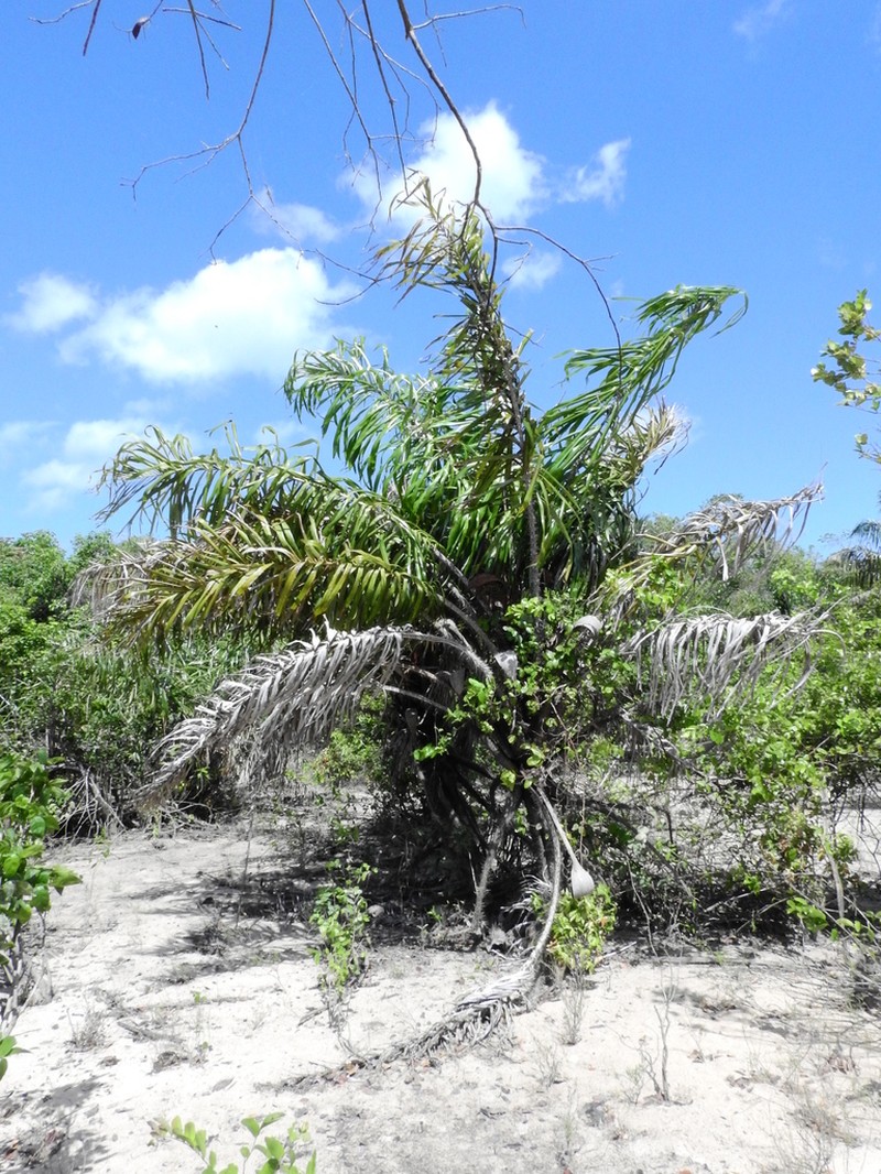 Astrocaryum giganteum