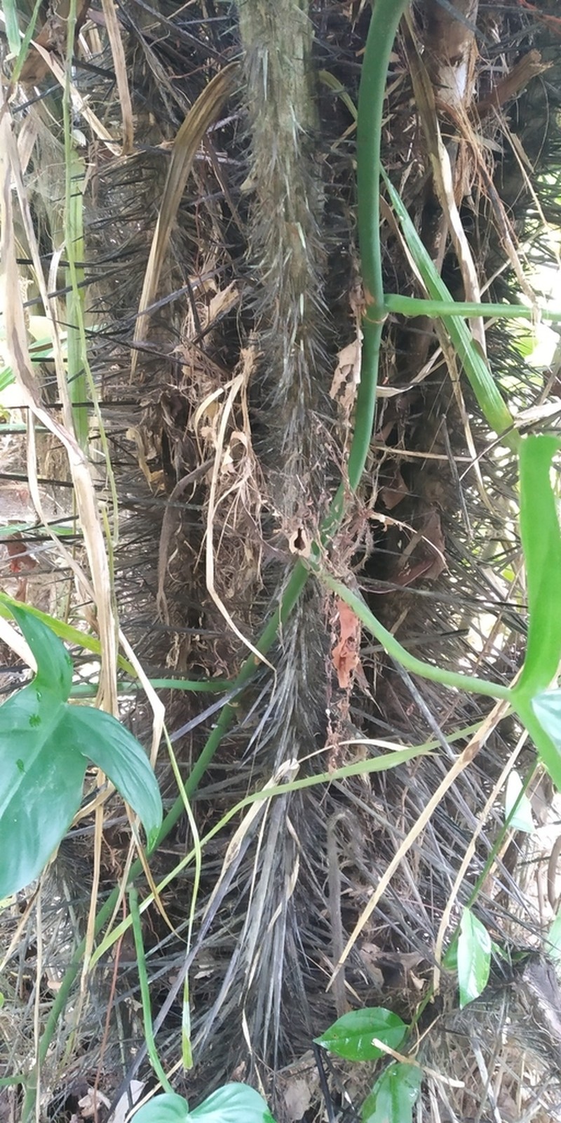 Astrocaryum gratum photo 4