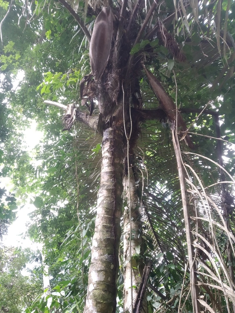 Astrocaryum gratum photo 5