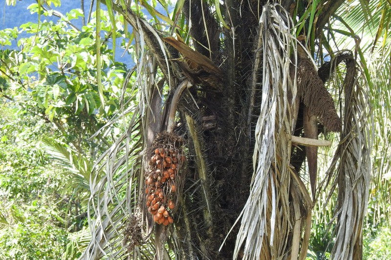 Astrocaryum gratum photo 6