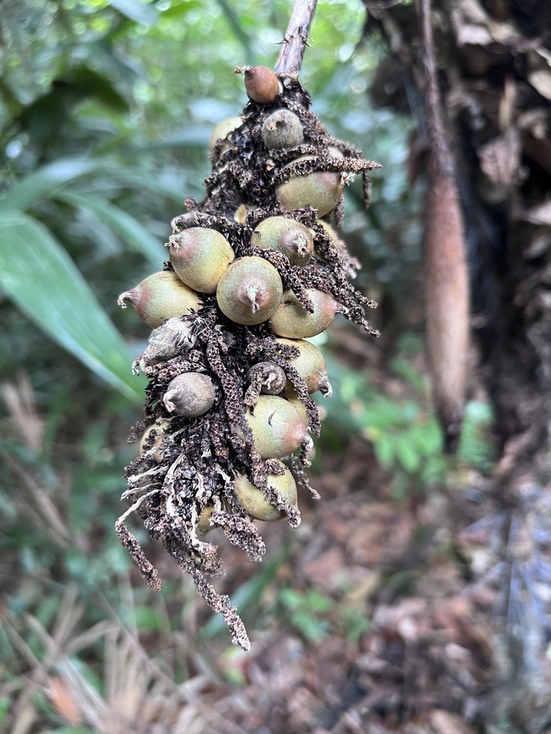 Astrocaryum gynacanthum