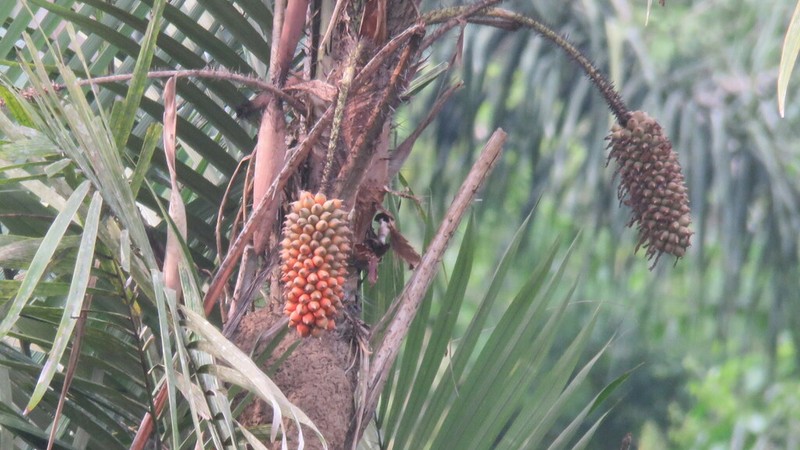 Astrocaryum gynacanthum photo 2