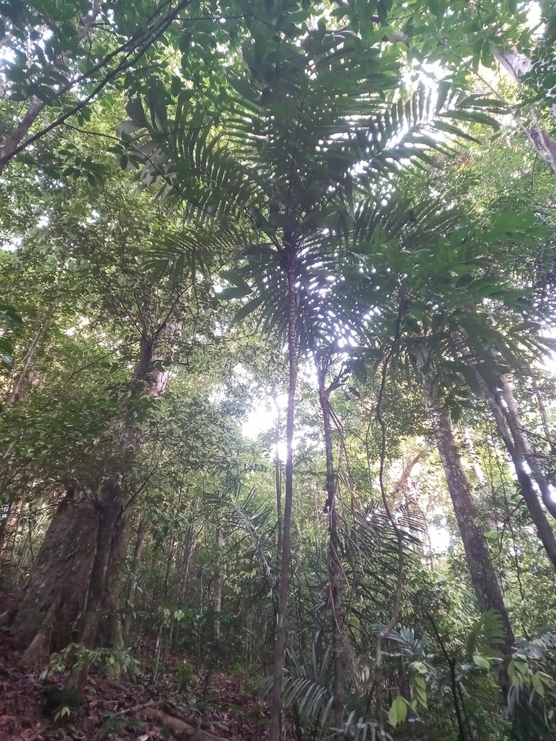 Astrocaryum gynacanthum photo 3