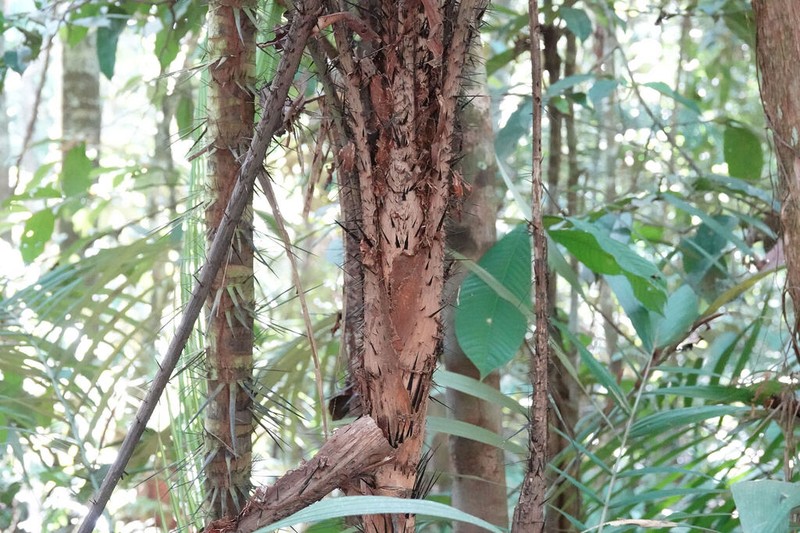 Astrocaryum gynacanthum photo 4