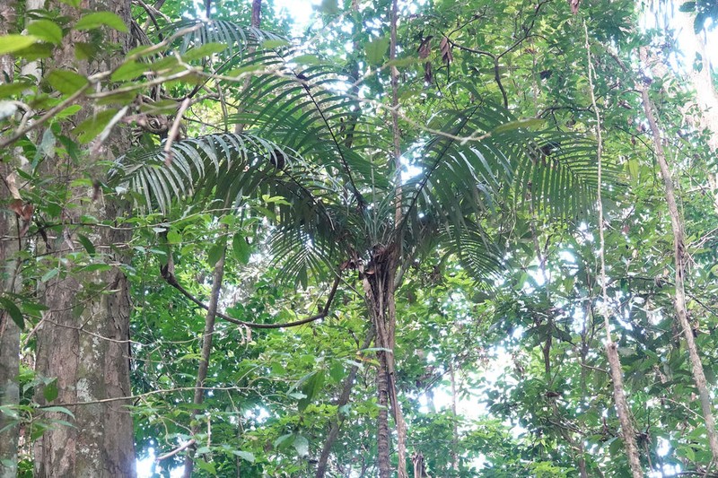 Astrocaryum gynacanthum photo 5