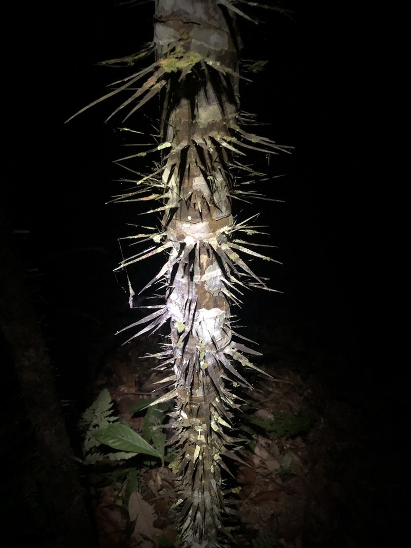 Astrocaryum gynacanthum photo 6