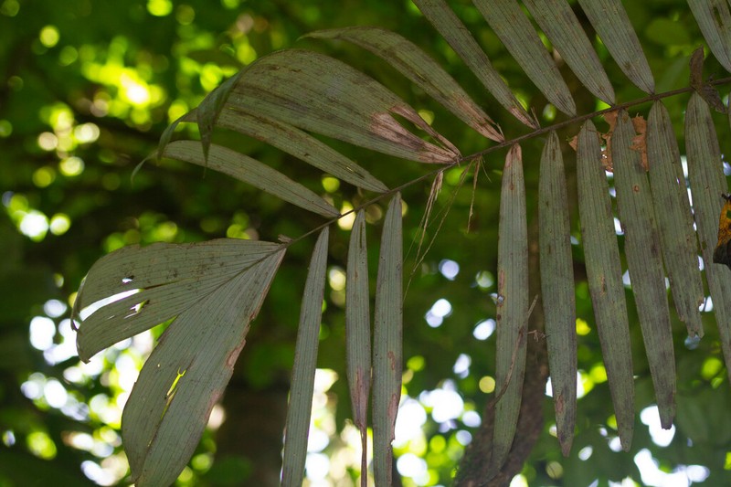 Astrocaryum gynacanthum photo 7
