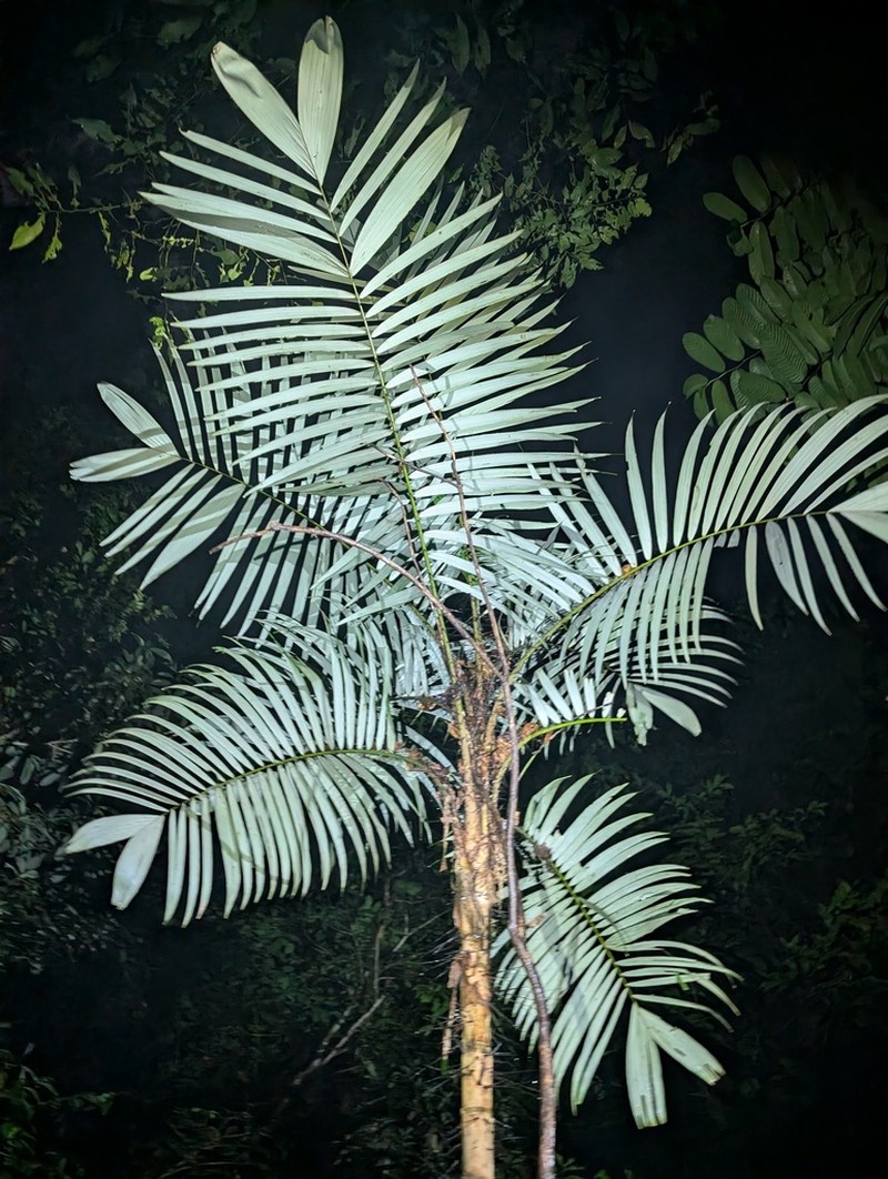 Astrocaryum gynacanthum photo 8