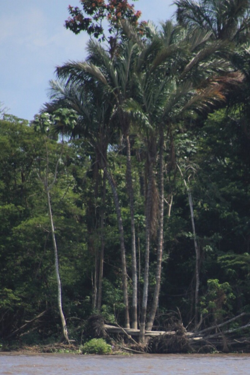 Astrocaryum jauari photo 5