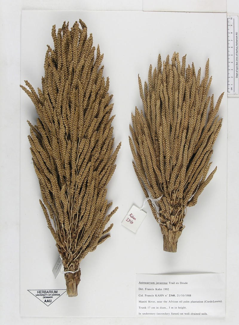 Astrocaryum javarense