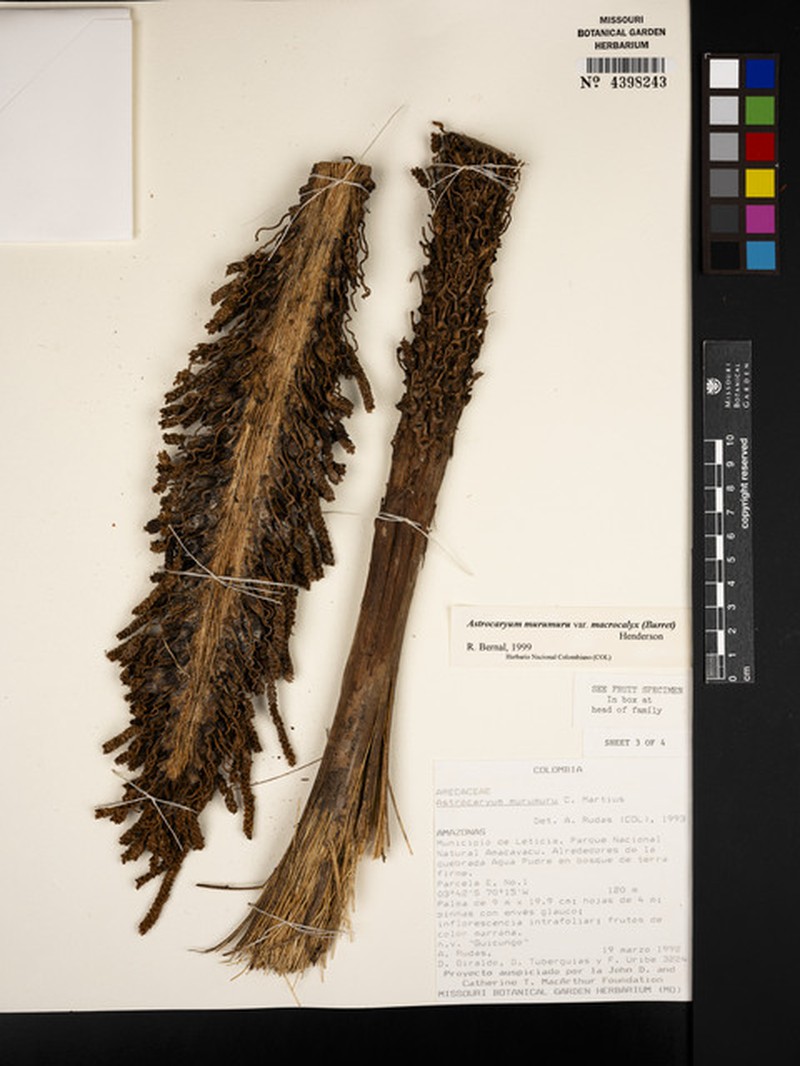 Astrocaryum macrocalyx photo 2