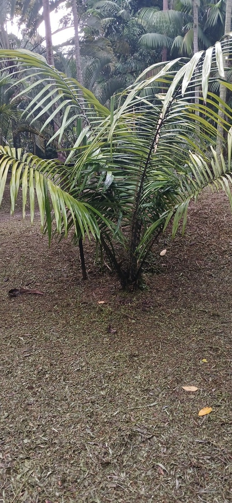 Astrocaryum malybo photo 5