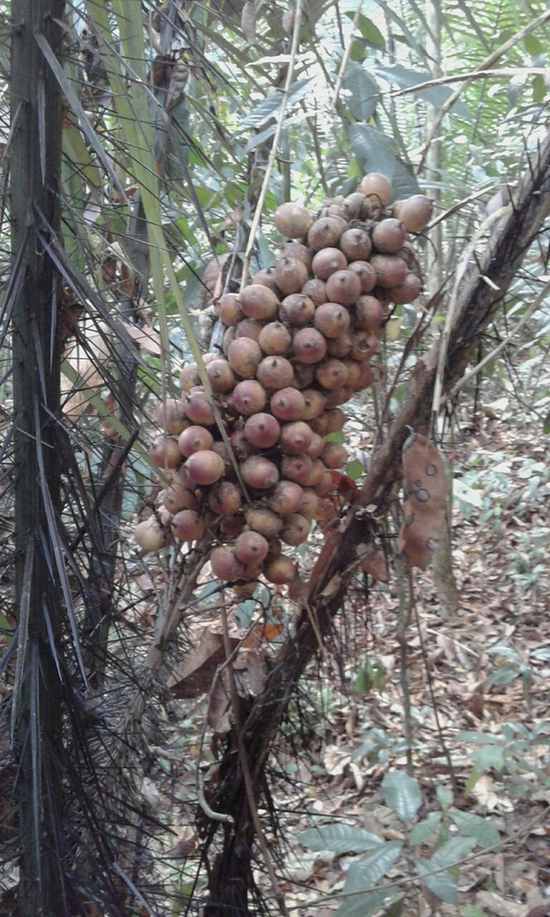 Astrocaryum malybo photo 6