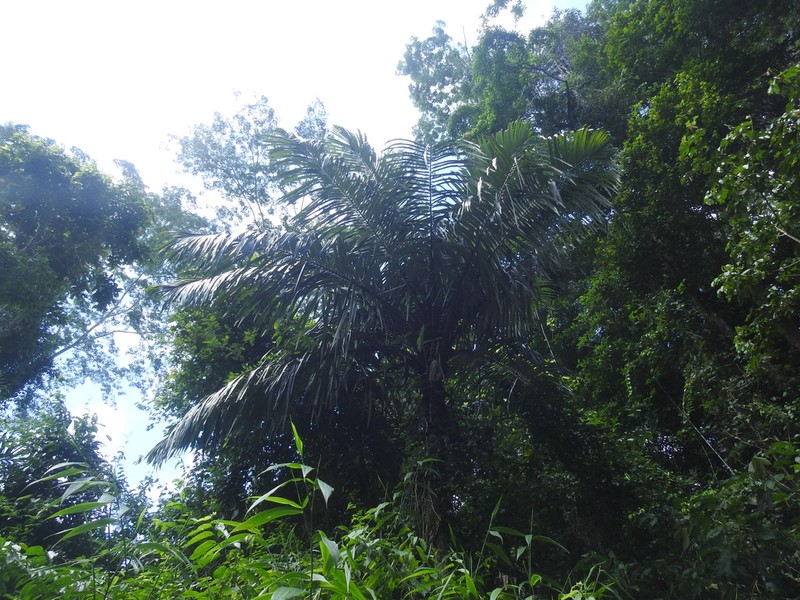 Astrocaryum minus photo 3