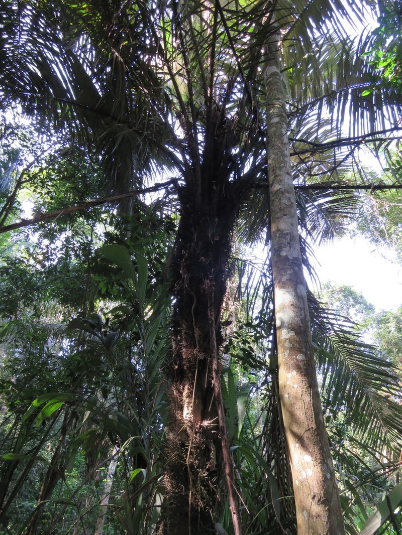 Astrocaryum murumuru photo 6