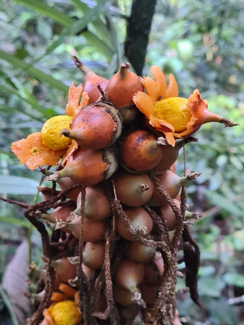 Astrocaryum paramaca