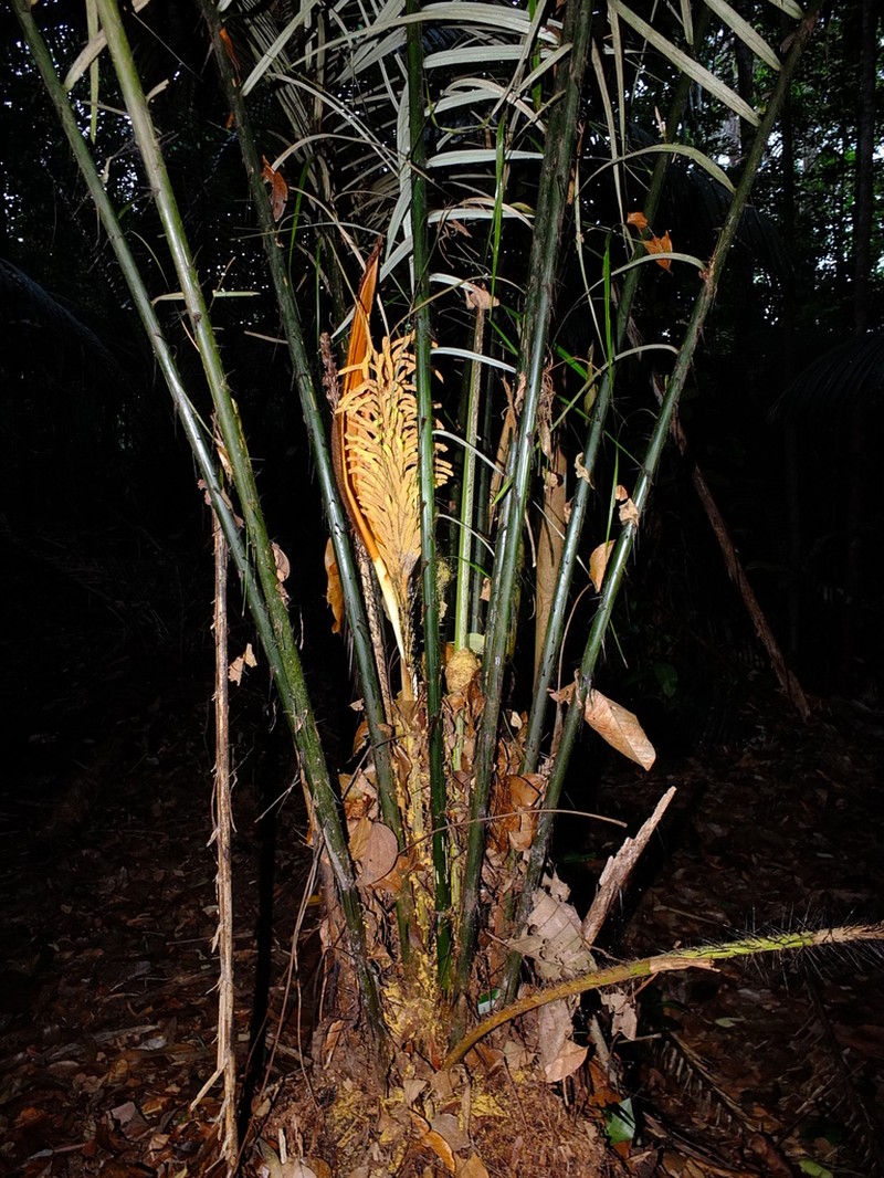 Astrocaryum paramaca photo 2