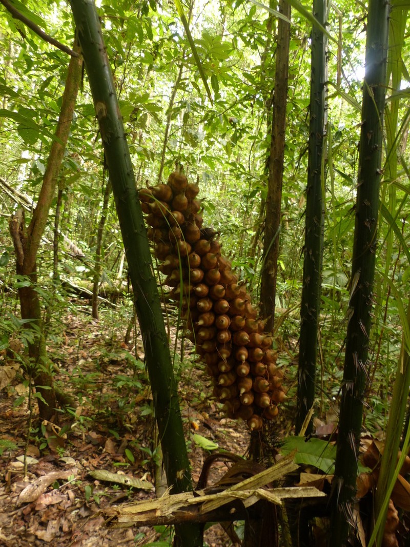 Astrocaryum paramaca photo 3
