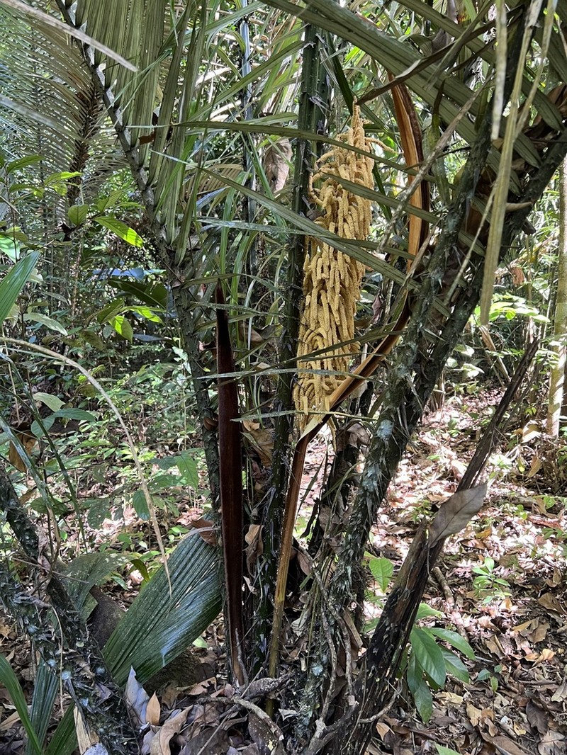 Astrocaryum paramaca photo 4