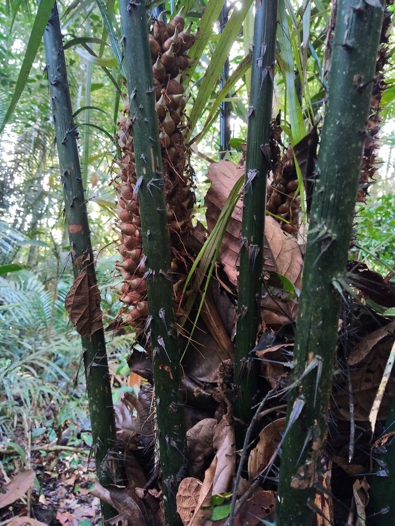 Astrocaryum paramaca photo 5