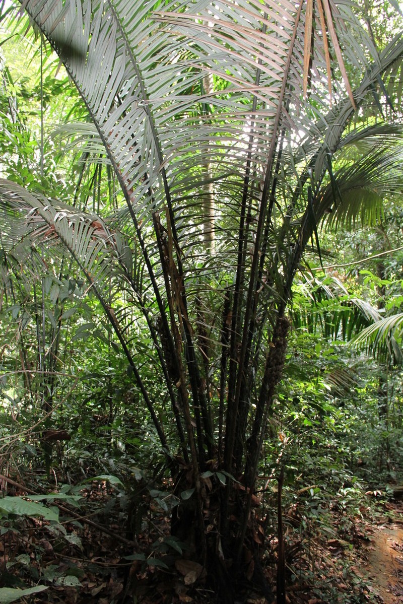 Astrocaryum paramaca photo 6