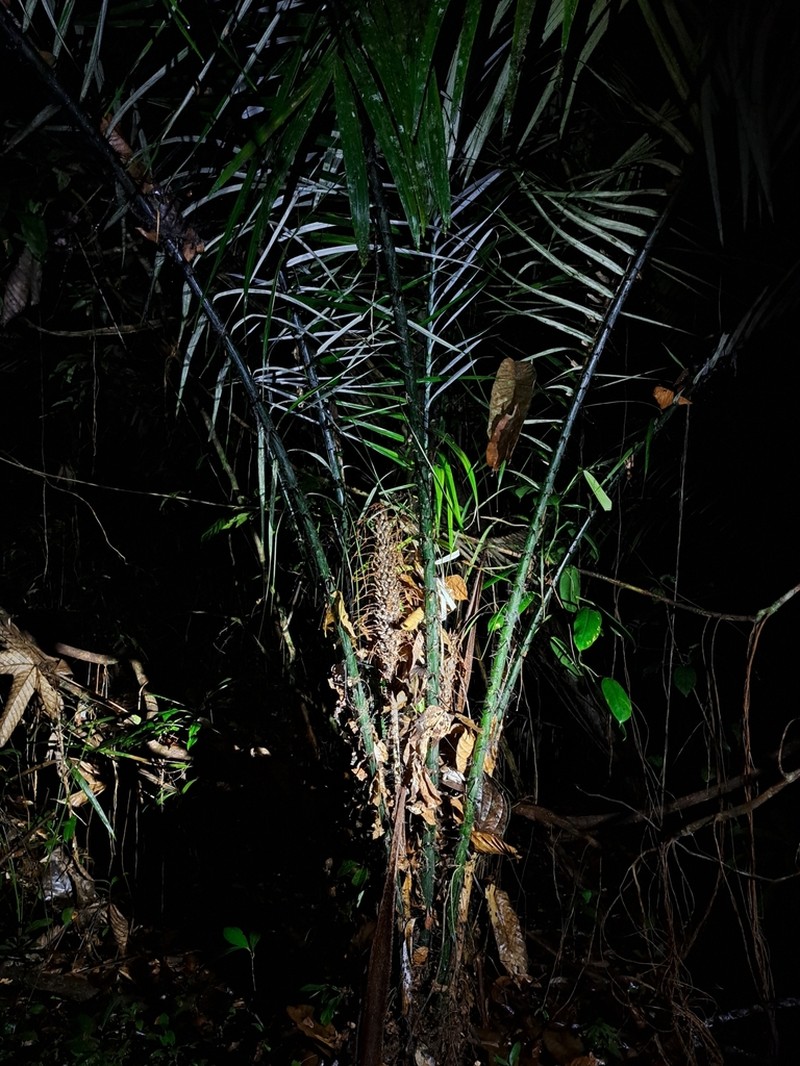 Astrocaryum paramaca photo 7