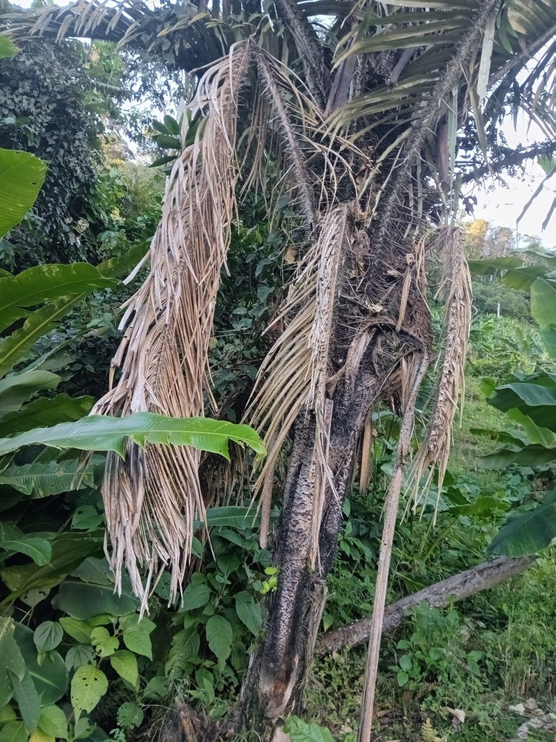 Astrocaryum perangustatum