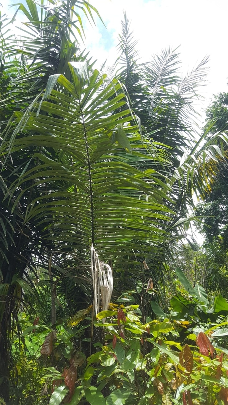 Astrocaryum perangustatum photo 2