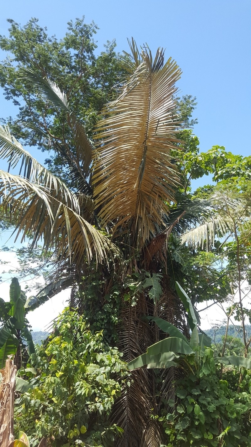 Astrocaryum perangustatum photo 3