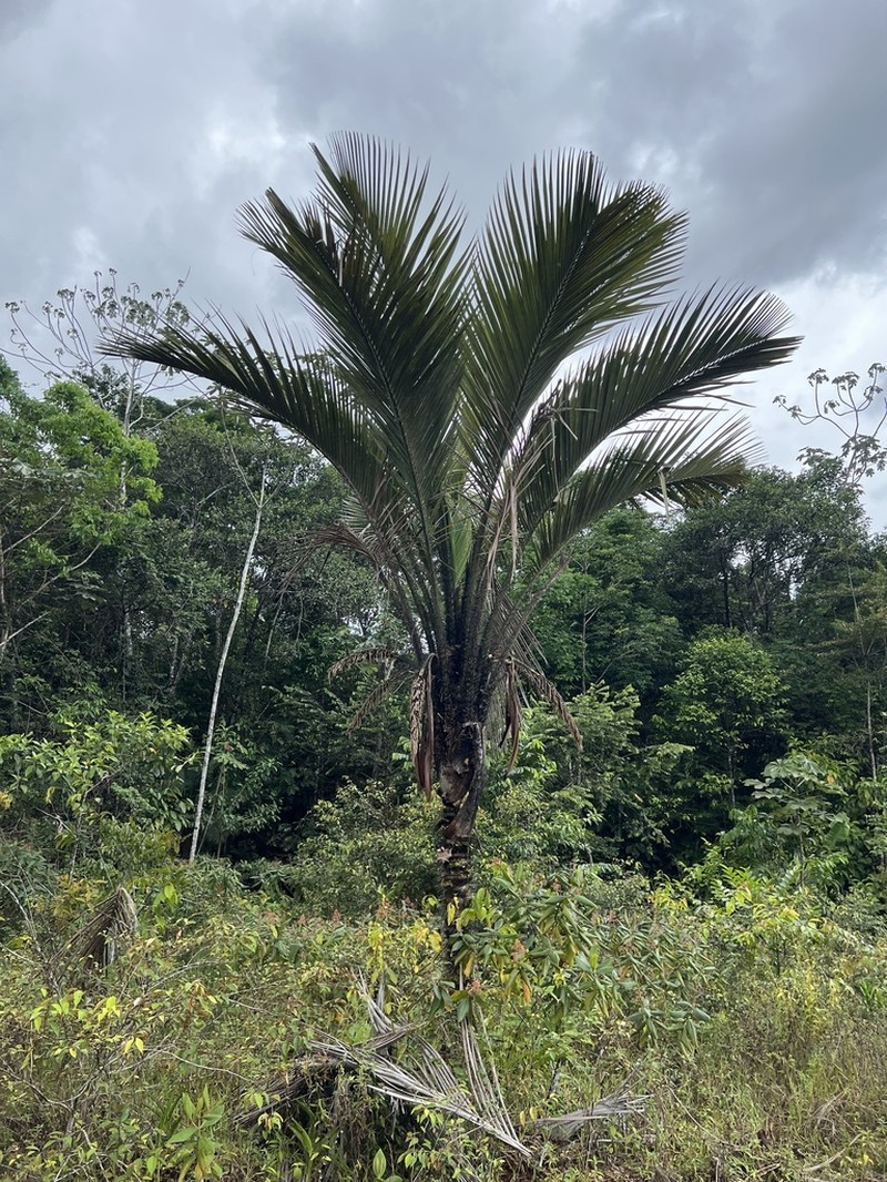 Astrocaryum rodriguesii