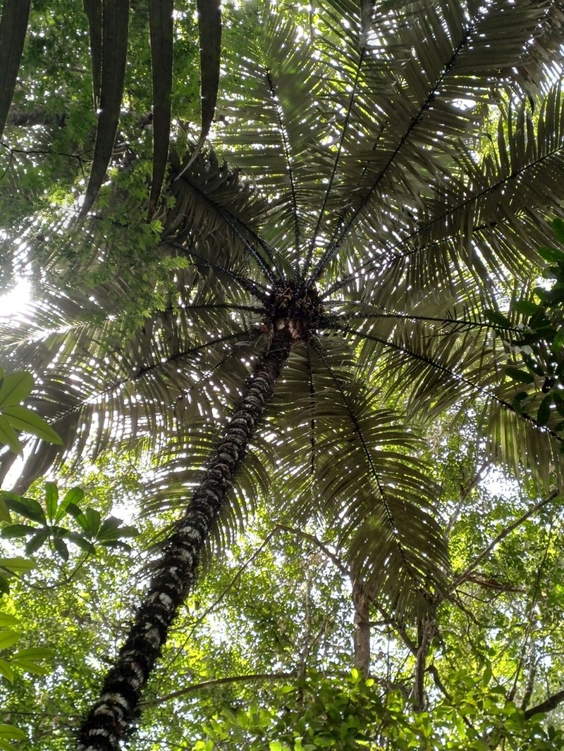 Astrocaryum rodriguesii photo 2