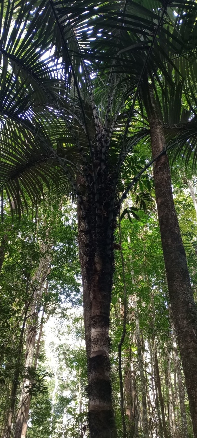 Astrocaryum rodriguesii photo 3
