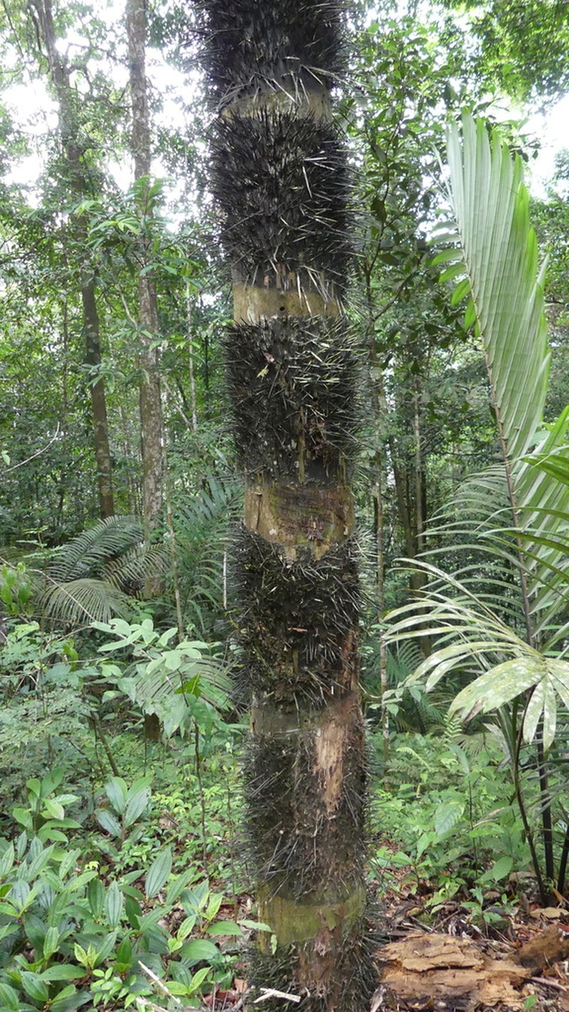 Astrocaryum rodriguesii photo 4