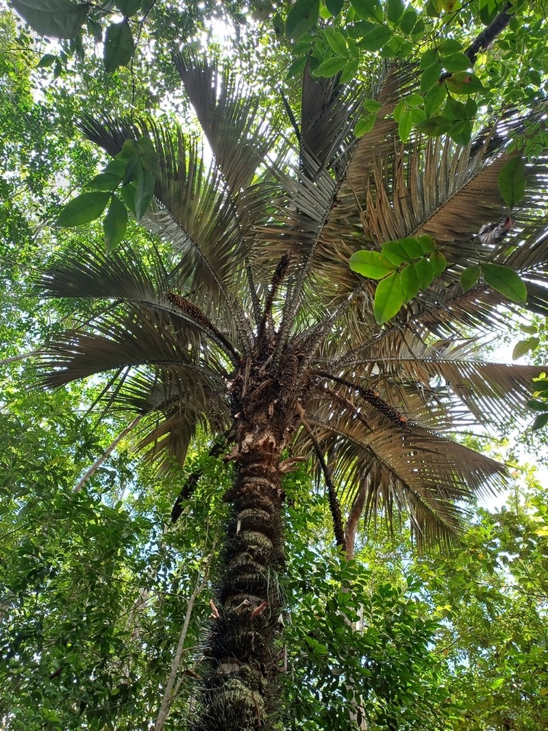 Astrocaryum rodriguesii photo 6