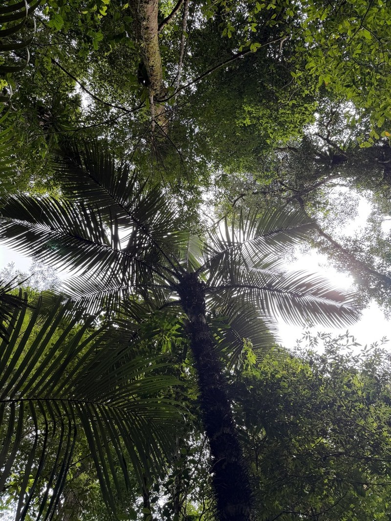 Astrocaryum rodriguesii photo 8