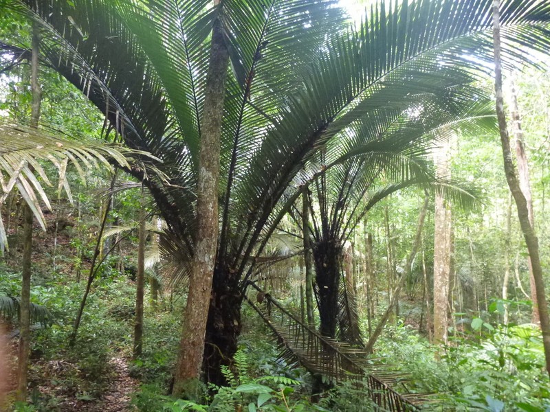 Astrocaryum sciophilum