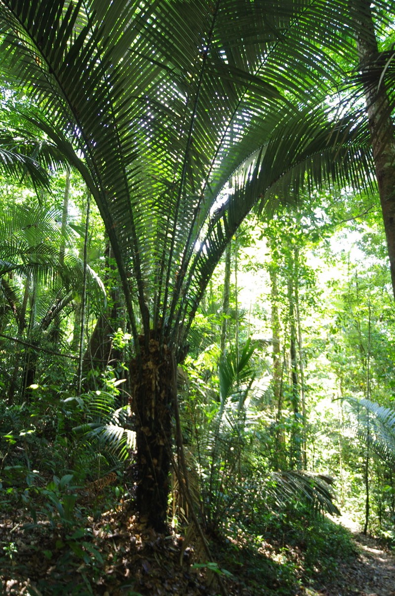 Astrocaryum sciophilum photo 3