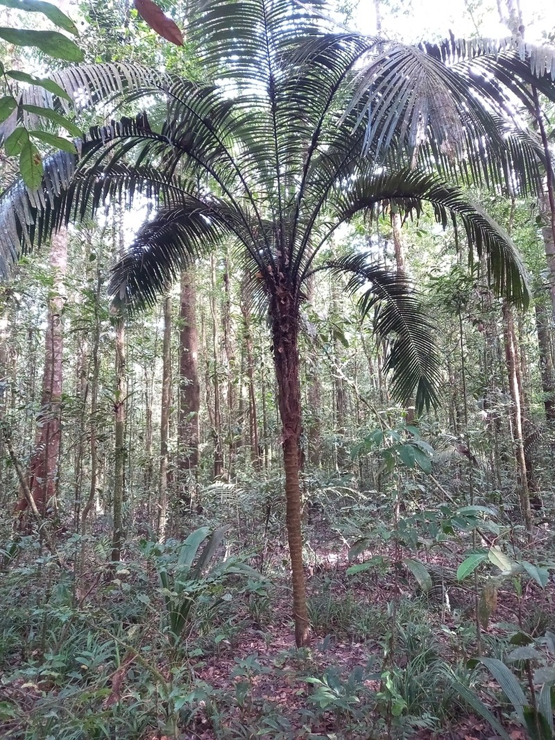 Astrocaryum sciophilum photo 5