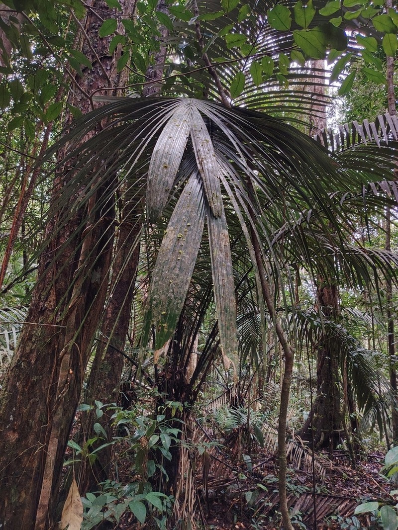 Astrocaryum sciophilum photo 6