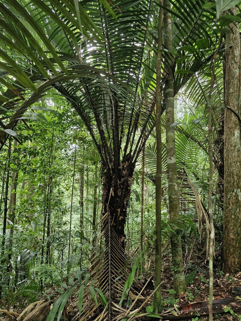 Astrocaryum sciophilum photo 7