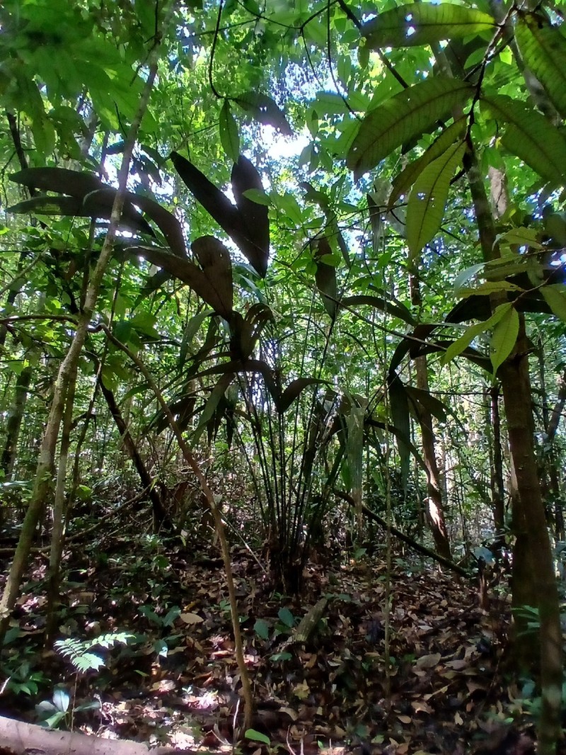 Astrocaryum sciophilum photo 8