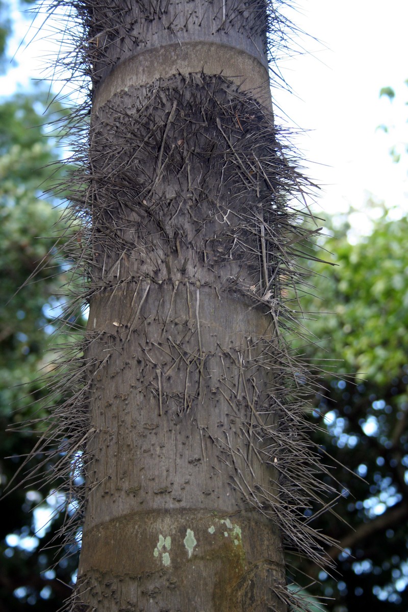 Astrocaryum standleyanum photo 2
