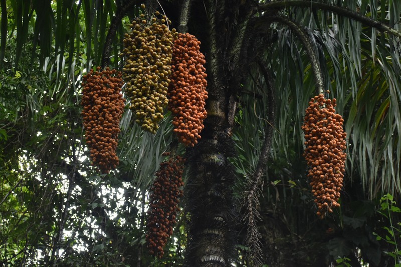 Astrocaryum standleyanum photo 3