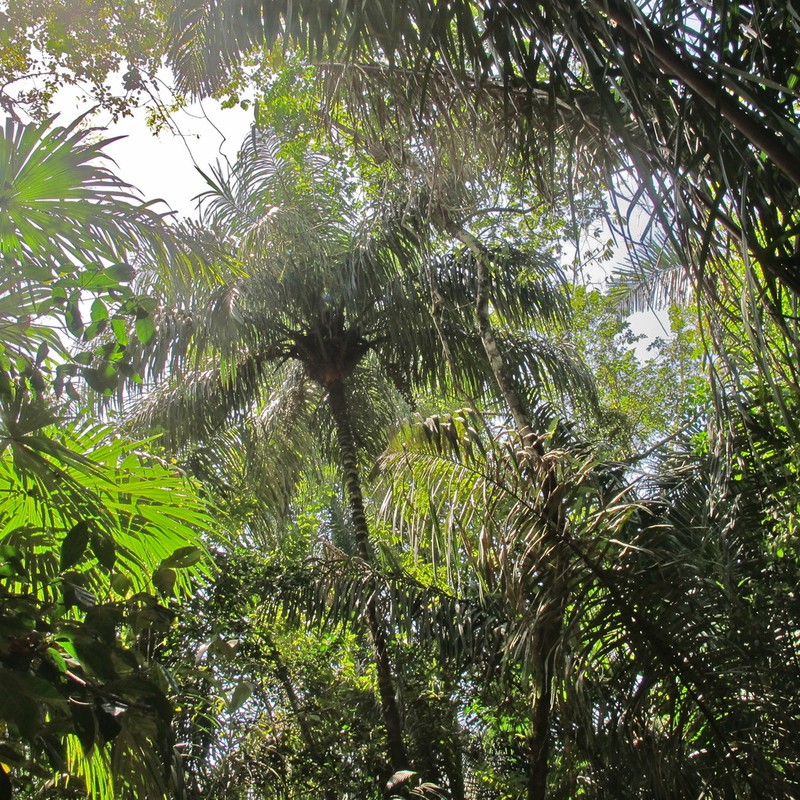 Astrocaryum standleyanum photo 5
