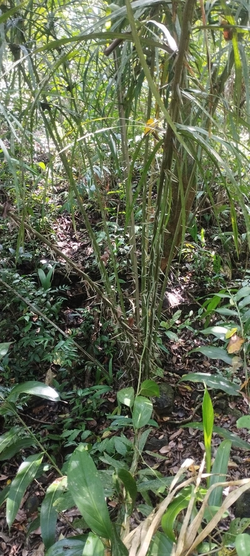 Astrocaryum standleyanum photo 6