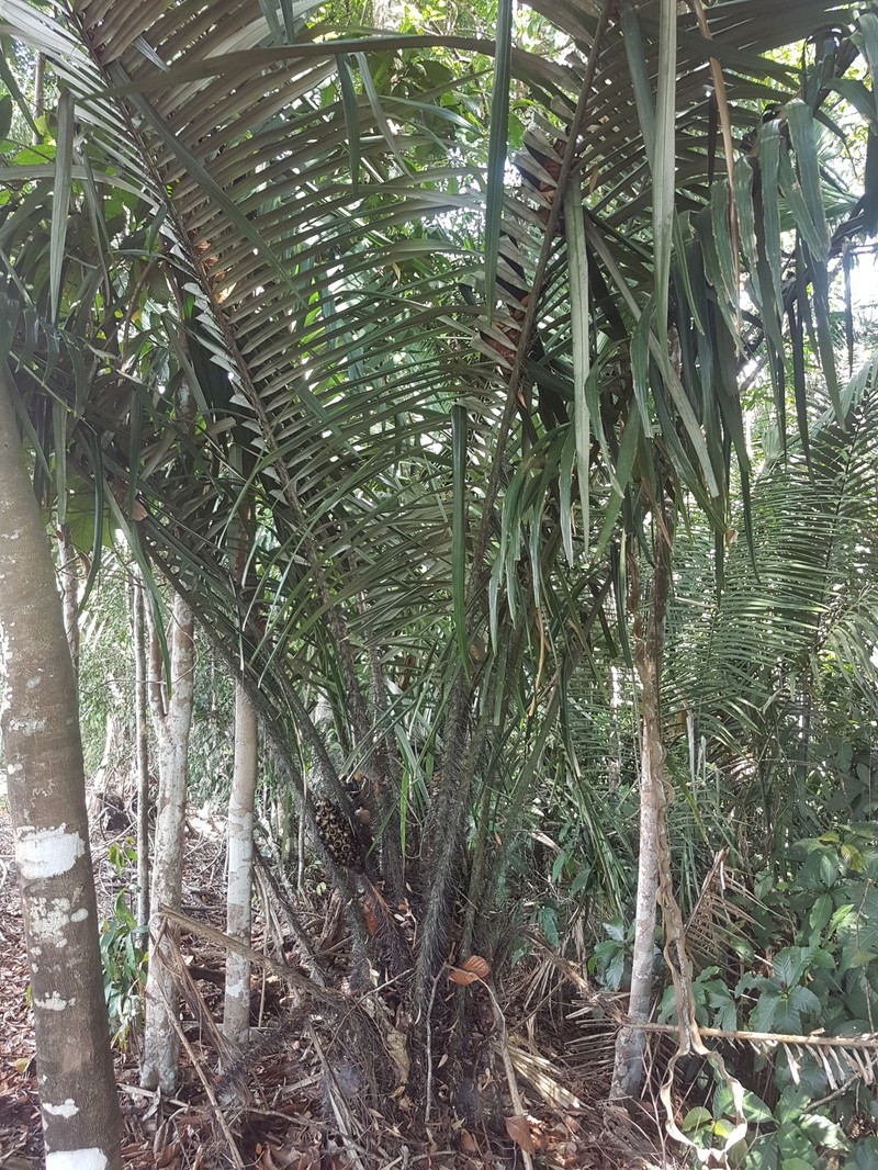 Astrocaryum triandrum photo 2