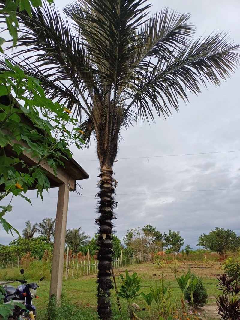 Astrocaryum tucuma